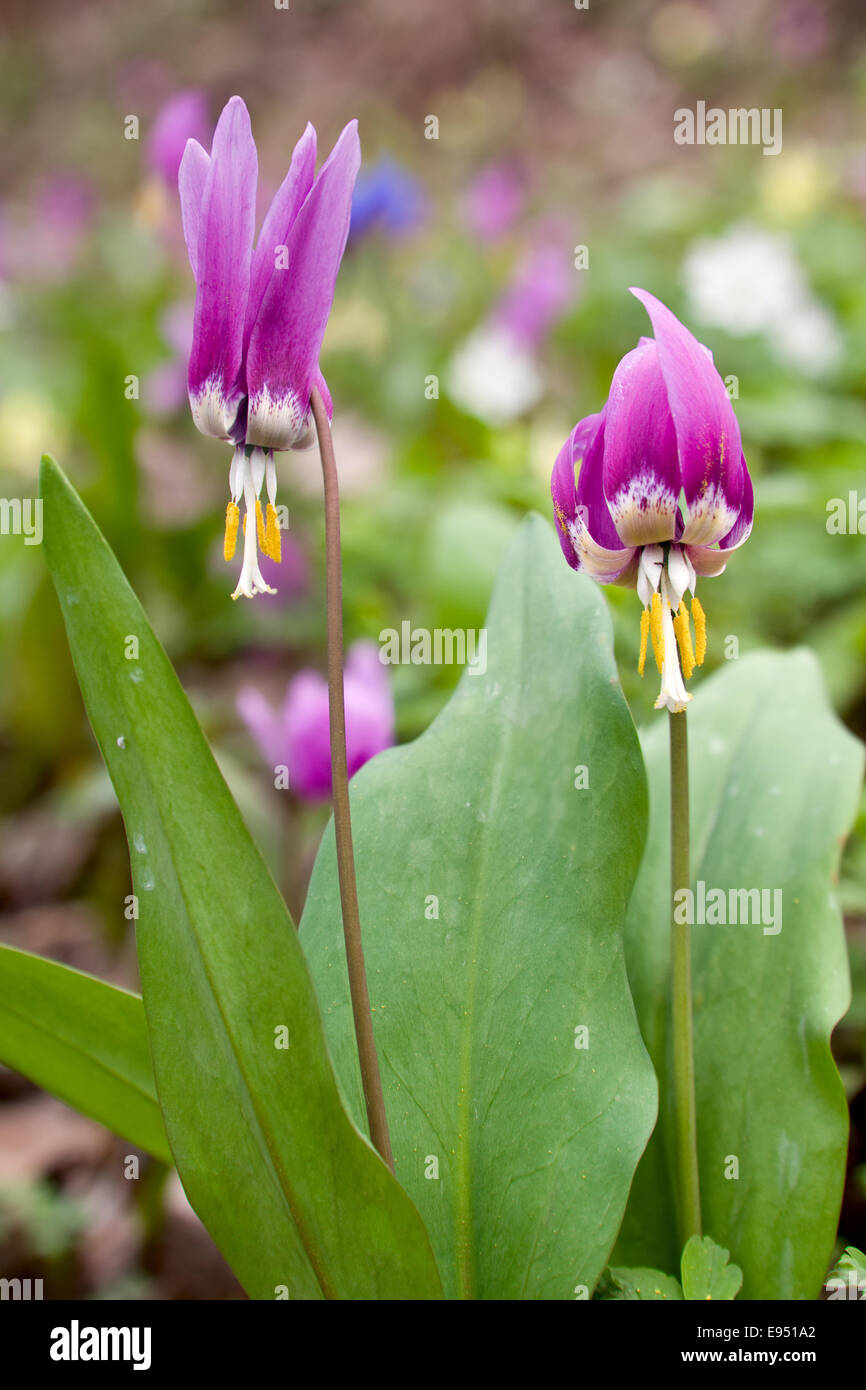 Erythronium Sibiricum. Liliaceae. Stock Photo