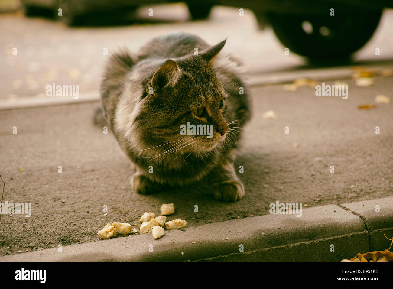 Abandoned street cat and food. (Adobe RGB). Stock Photo