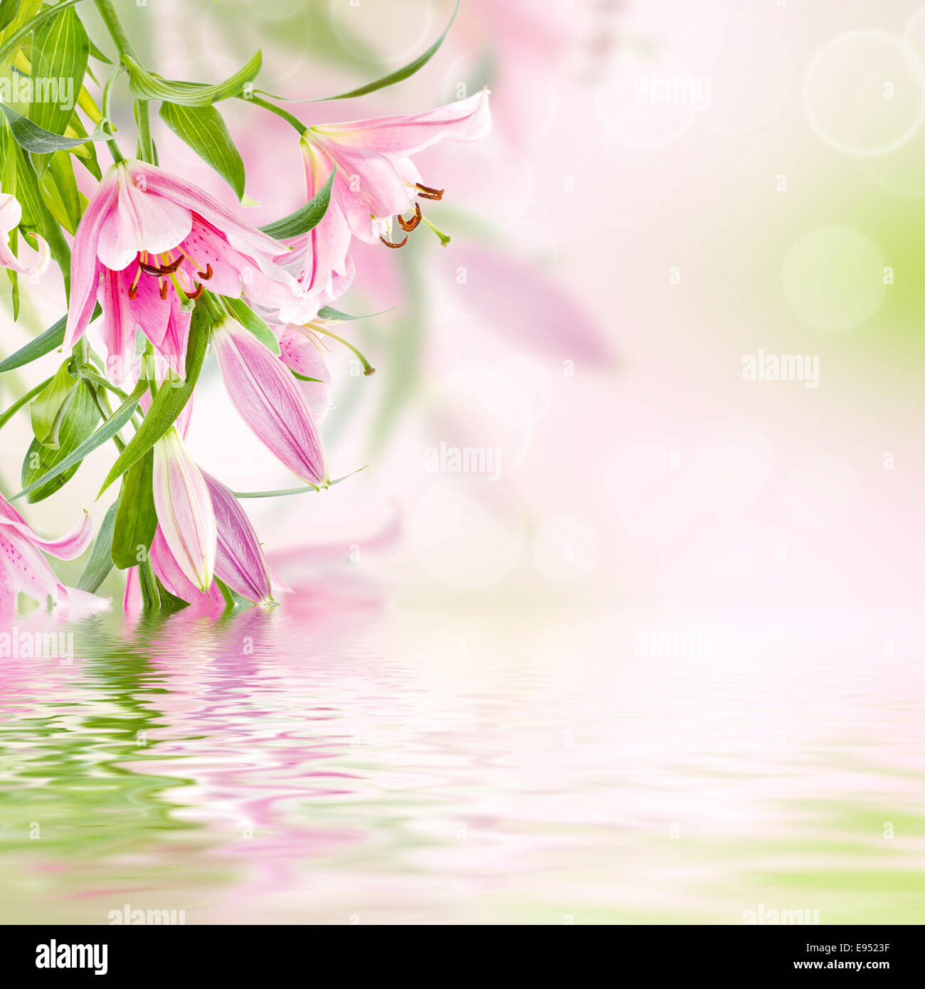 Pink lilies background Stock Photo - Alamy