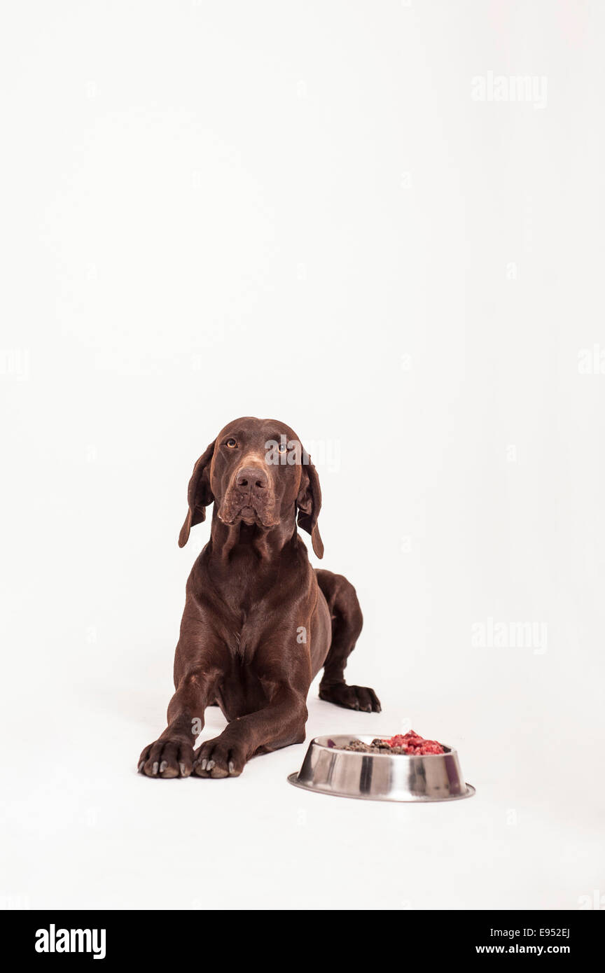 German Shorthaired Pointer lying in front of a bowl of raw meat, raw feeding Stock Photo