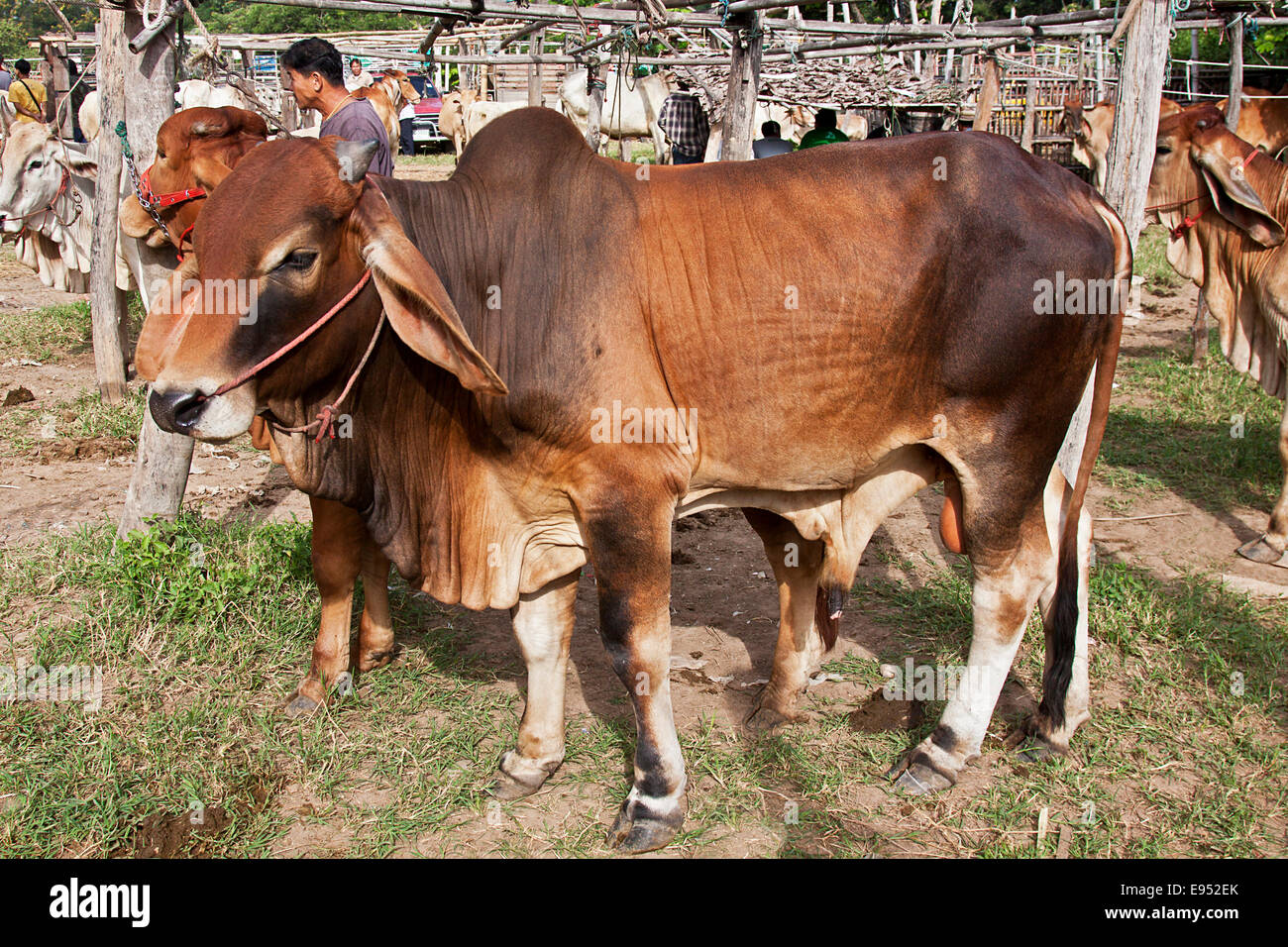 Brahman Cattle or Zebu Cattle (Bos primigenius indicus), breeding bull, animal market, San Patong, Chiang Mai Province, Thailand Stock Photo