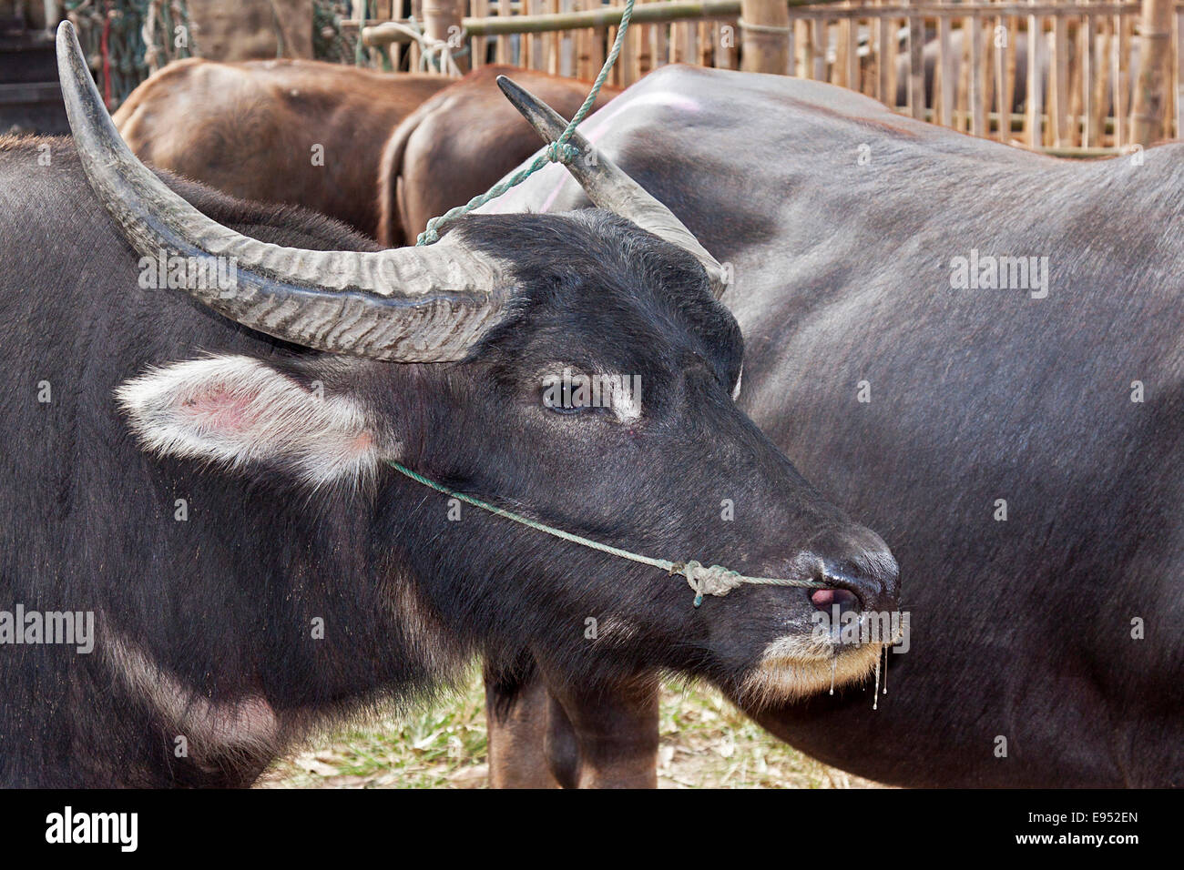 Water Buffalo (Bos arnee, Bubalus arnee), animal market, San Patong, Chiang Mai Province, Thailand Stock Photo