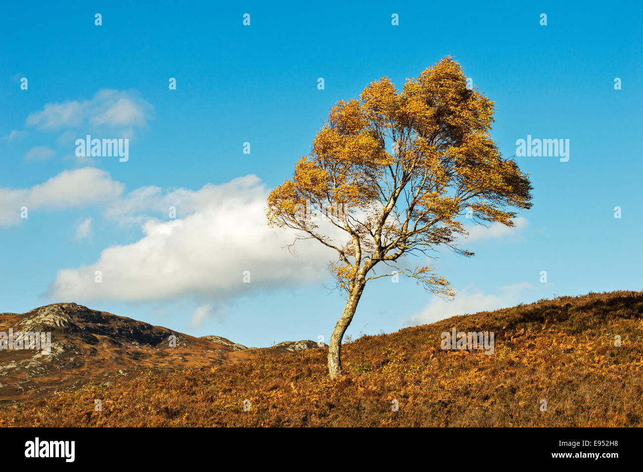 BIRCH TREE [ BETULA PENDULA ]  WITH GOLDEN LEAVES BLOWING IN THE WIND Stock Photo