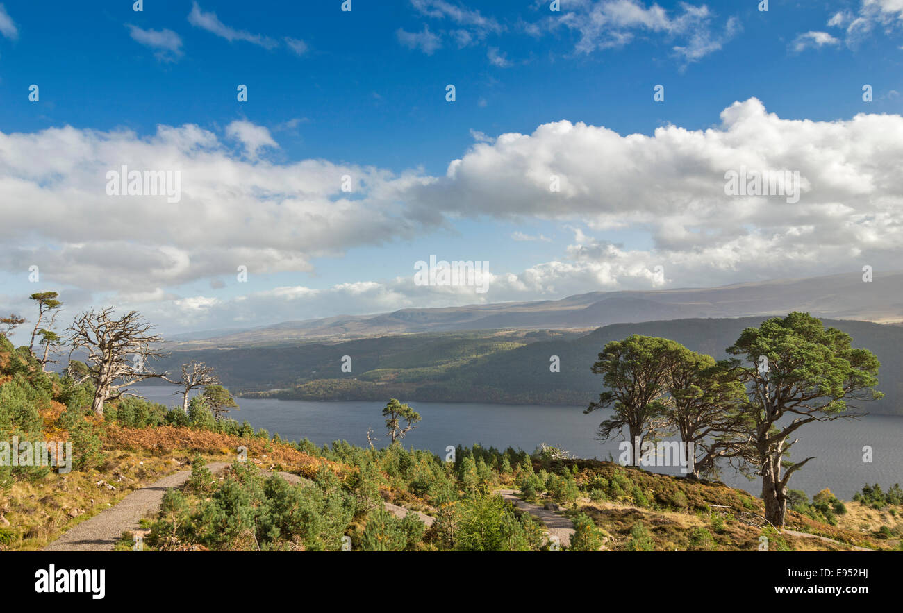 GREAT GLEN WAY OR TRAIL SCOTLAND INVERMORISTON TO DRUMNADROCHIT WITH LOCH NESS AND THREE PINE TREES Stock Photo