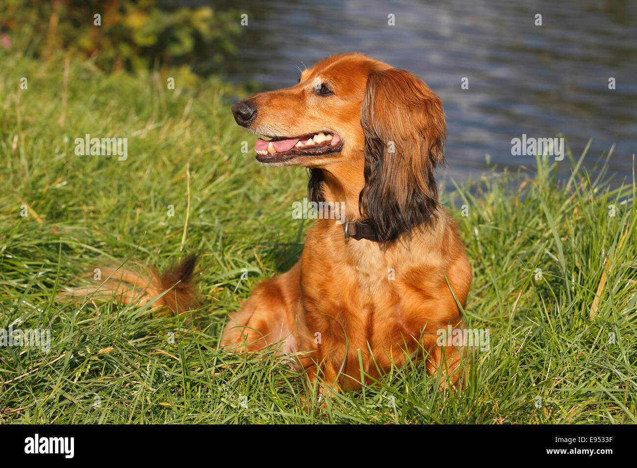 Long Haired Dog Stock Photos Long Haired Dog Stock Images Page