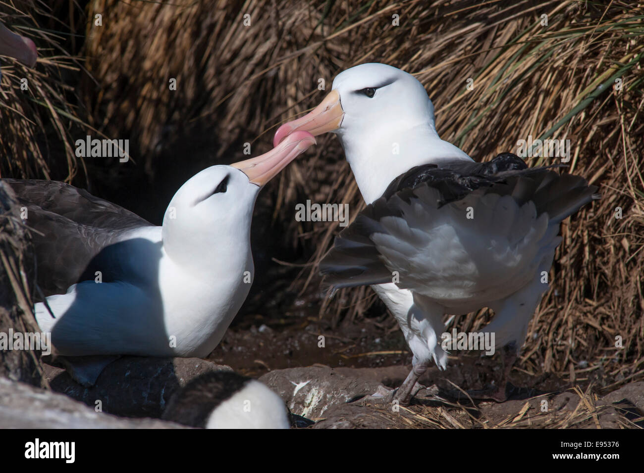 Black-browed Albatross or Black-browed Mollymawk (Thalassarche melanophris) returning to its nest and being welcomed by its Stock Photo