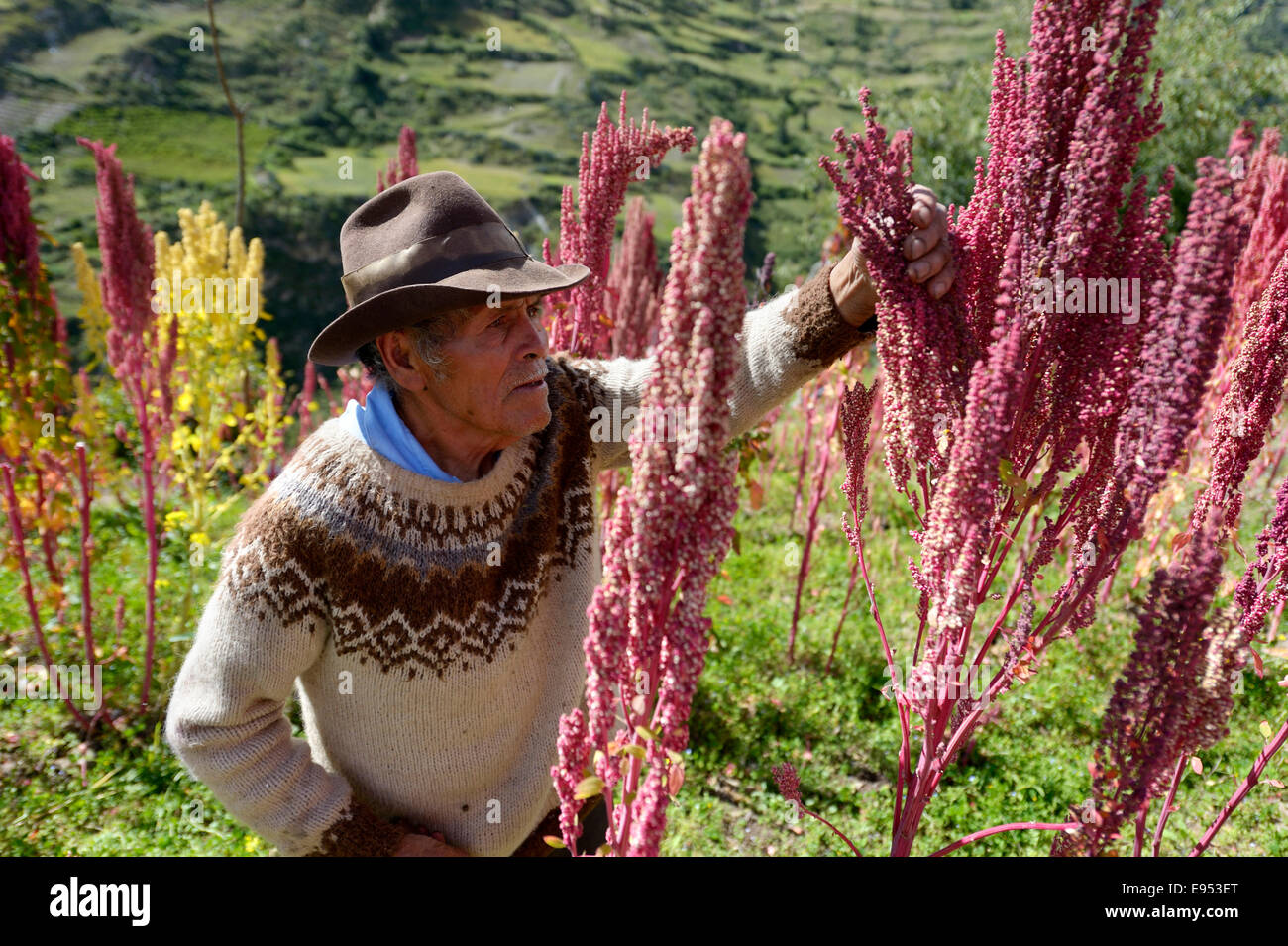 Quinoa Peru High Resolution Stock Photography and Images Alamy