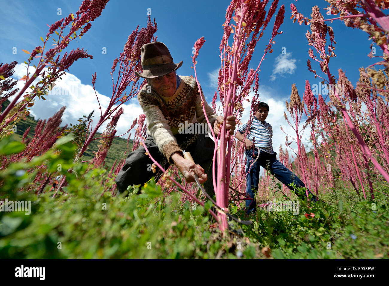Quinoa Harvest Peru High Resolution Stock Photography and Images Alamy