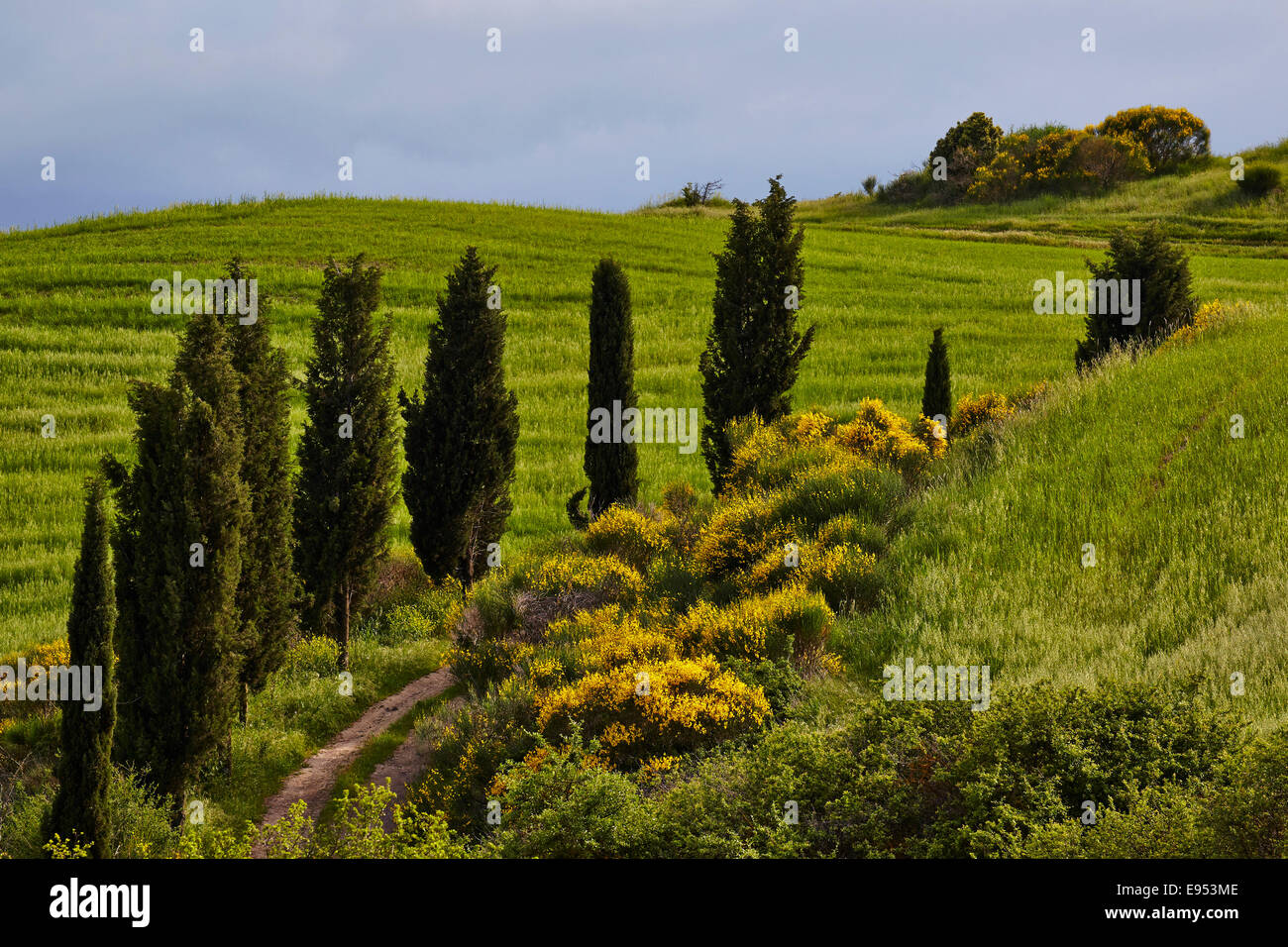 Cypress lined path, Torrenieri, Tuscany, Italy Stock Photo