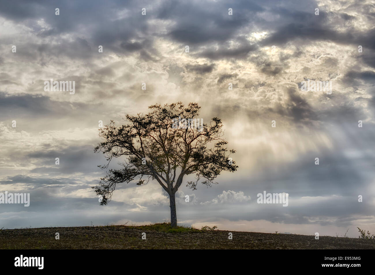 Solitary tree on a field, sun rays breaking through the clouds, Pienza, Tuscany, Italy Stock Photo