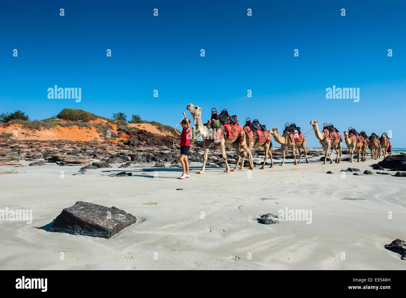Camels prepared for tourists on Cable Beach, Broome, Western Australia Stock Photo