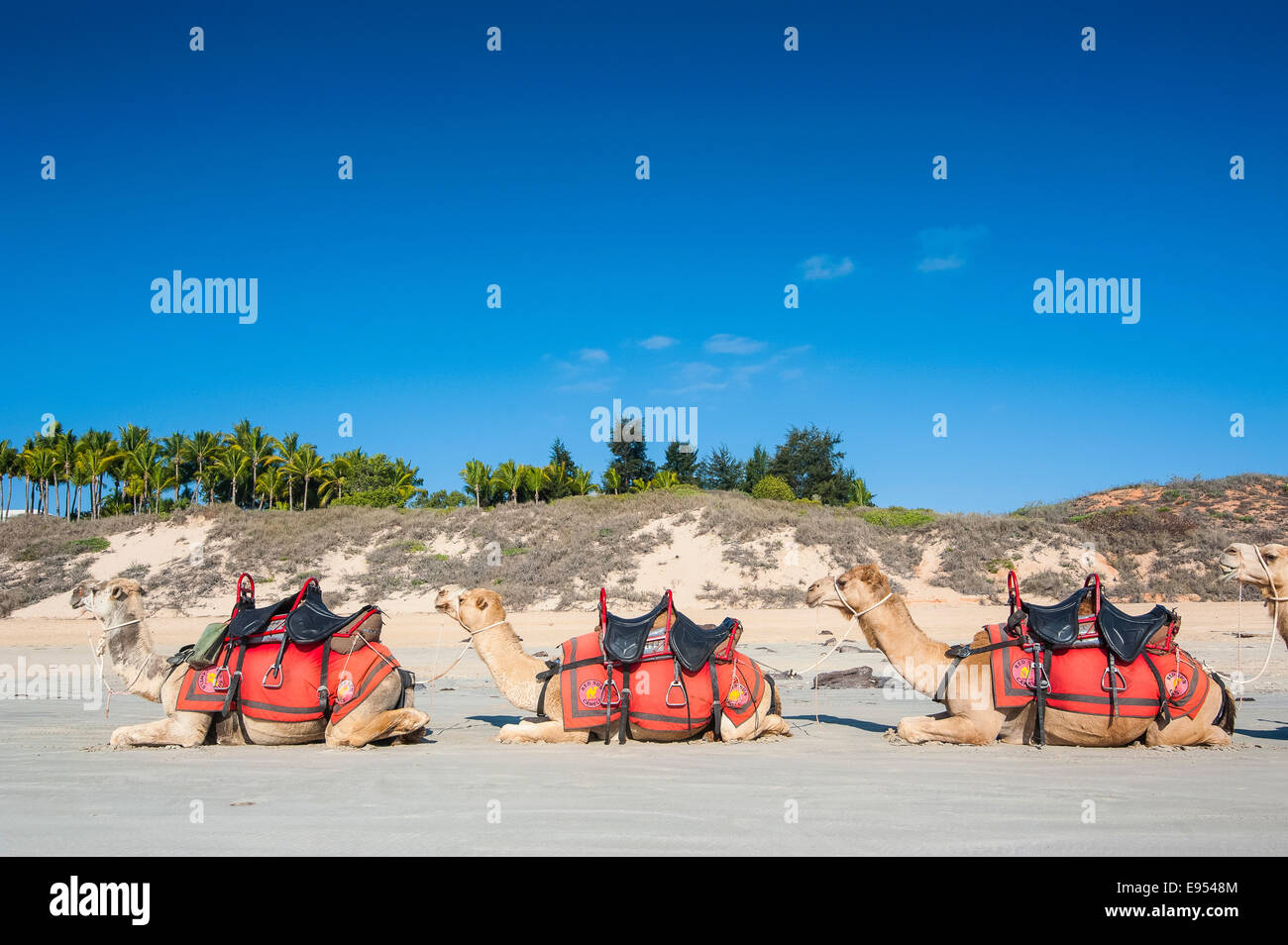 Camels prepared for tourists on Cable Beach, Broome, Western Australia Stock Photo