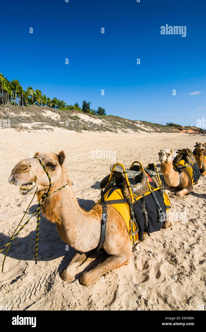 Camels prepared for tourists on Cable Beach, Broome, Western Australia