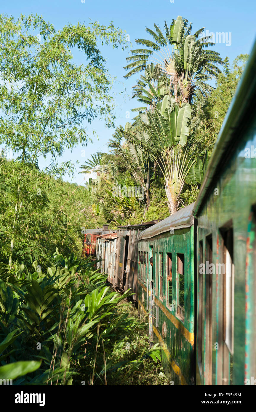 Vintage train traveling through jungle, in the back a Traveller's Tree (Ravenala madagascariensis), Fianarantsoa-Côte Est Stock Photo
