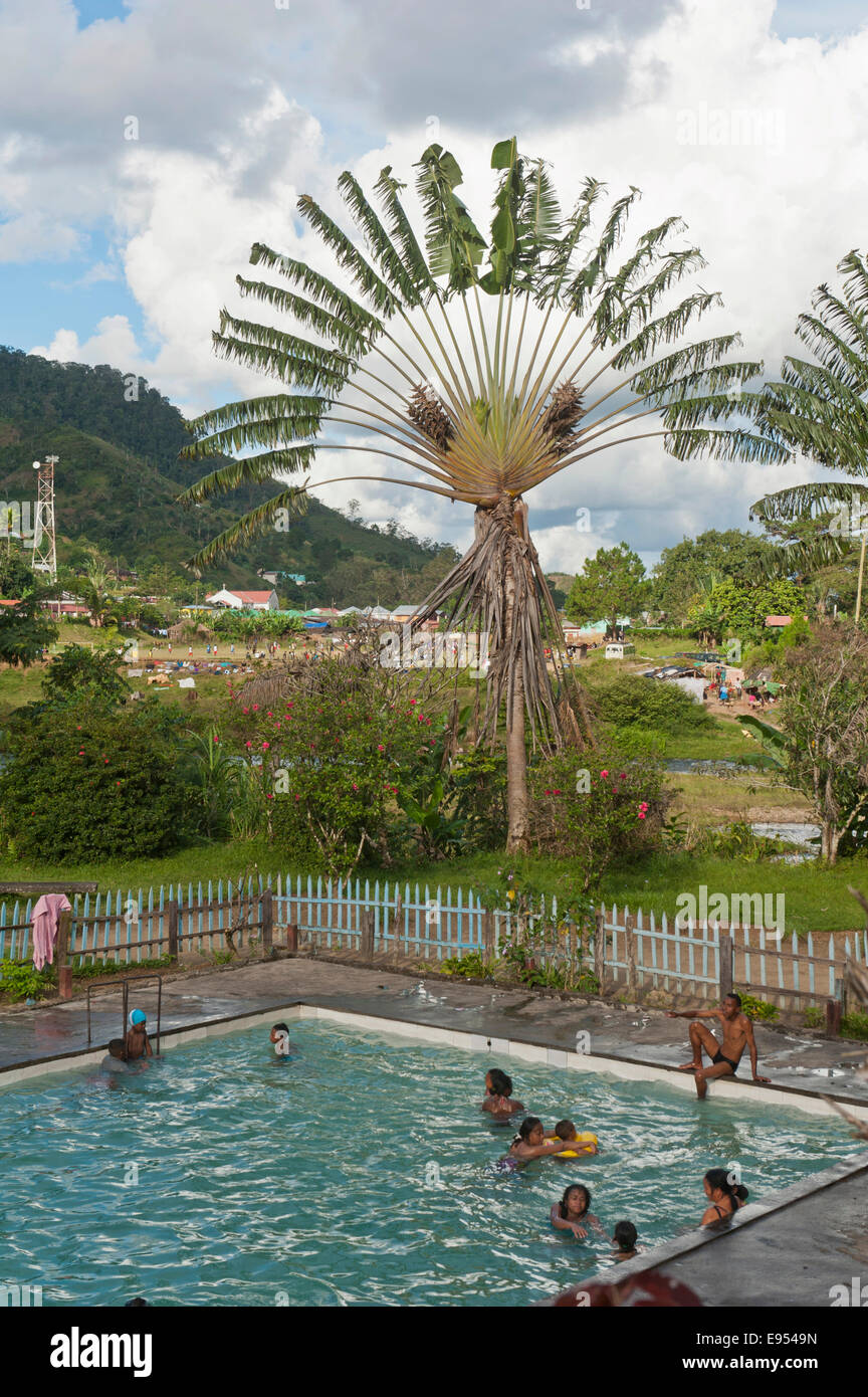 Public swimming pool, outdoor pool, Traveller's Tree (Ravenala madagascariensis), Ranomafana, Madagascar Stock Photo