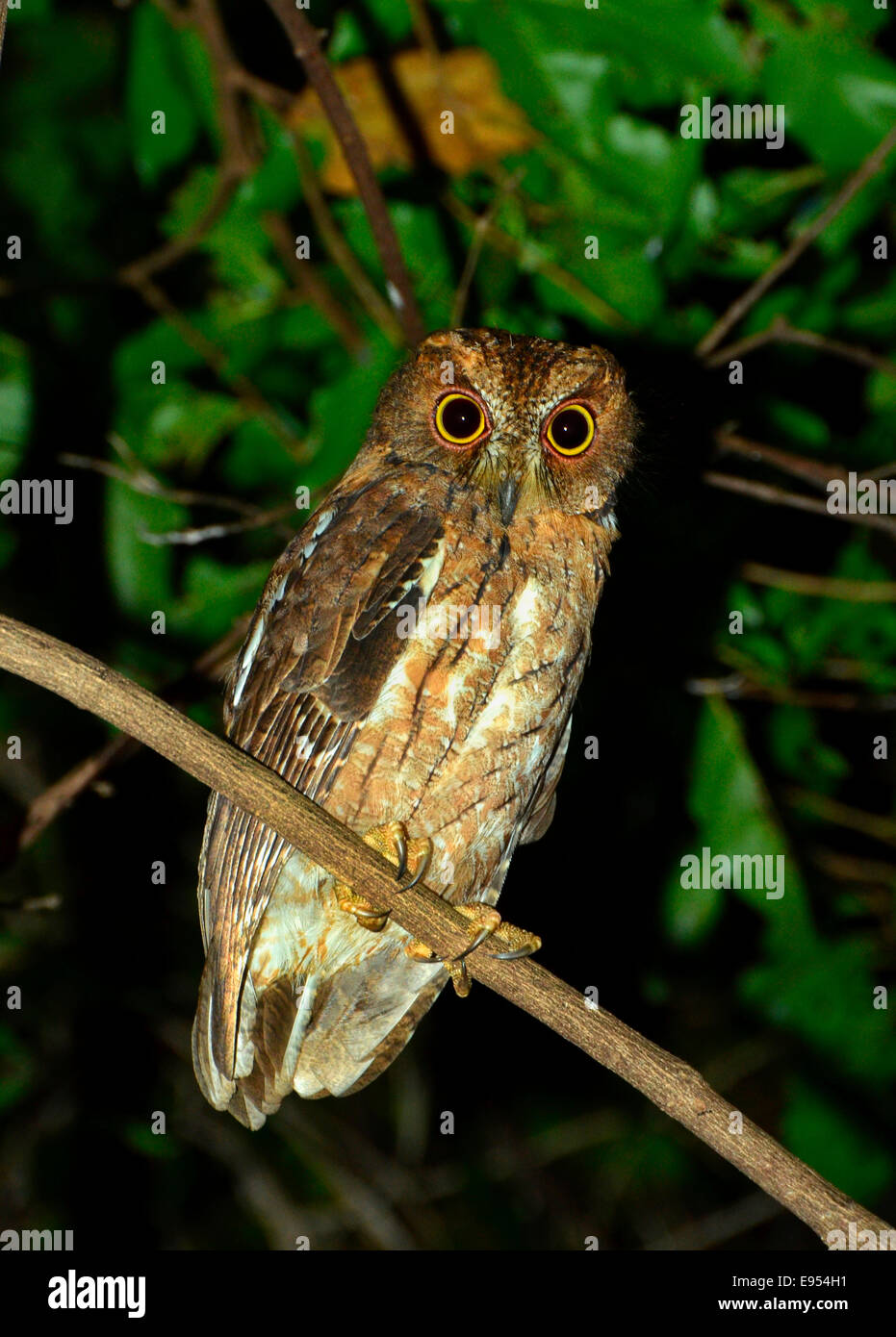 Madagascar Owl (Asio madagascariensis), Madagascar Stock Photo
