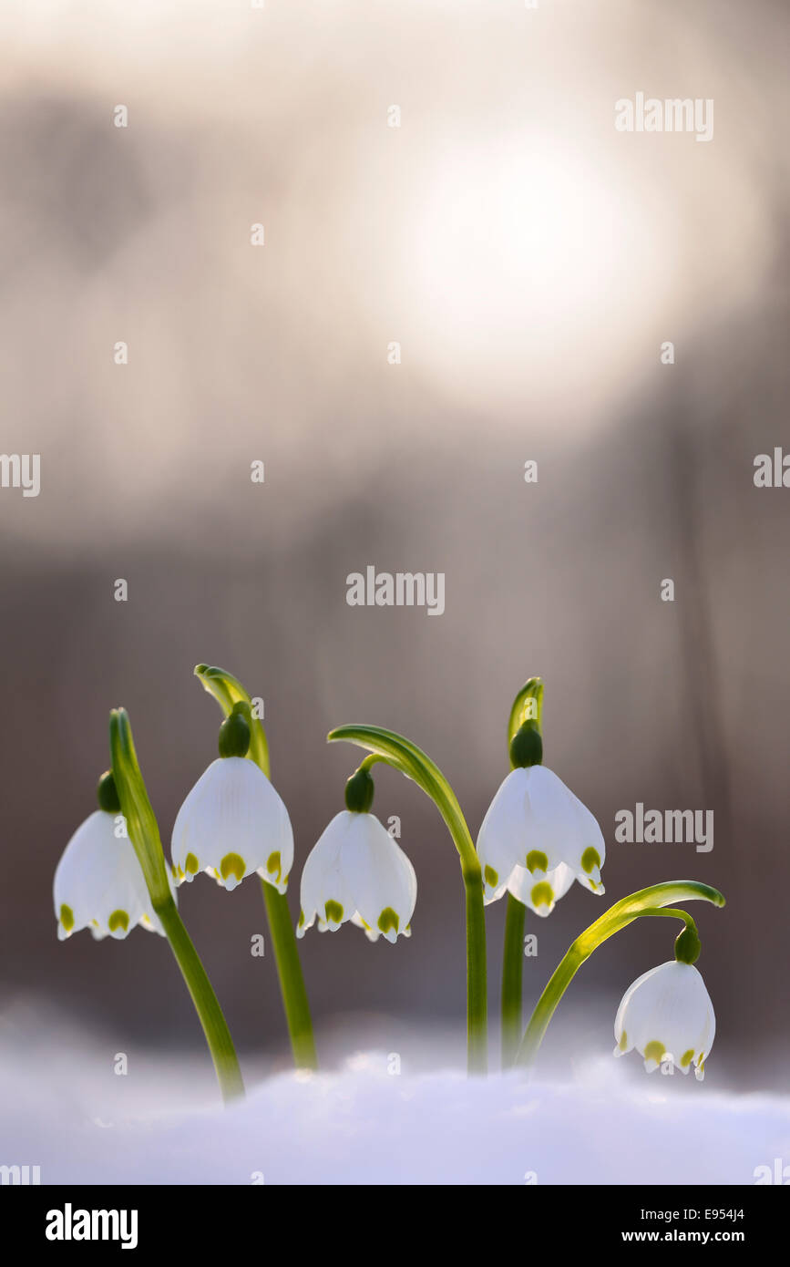 Spring Snowflakes (Leucojum vernum) growing through the snow, Saxony, Germany Stock Photo