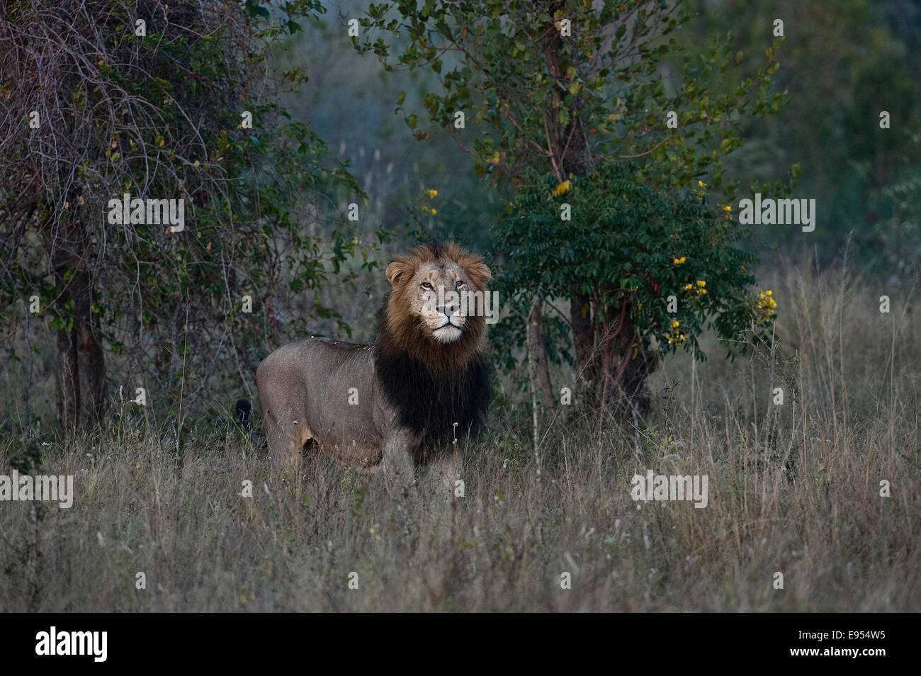 Lion (Panthera leo), maned lion, alert, South Africa Stock Photo