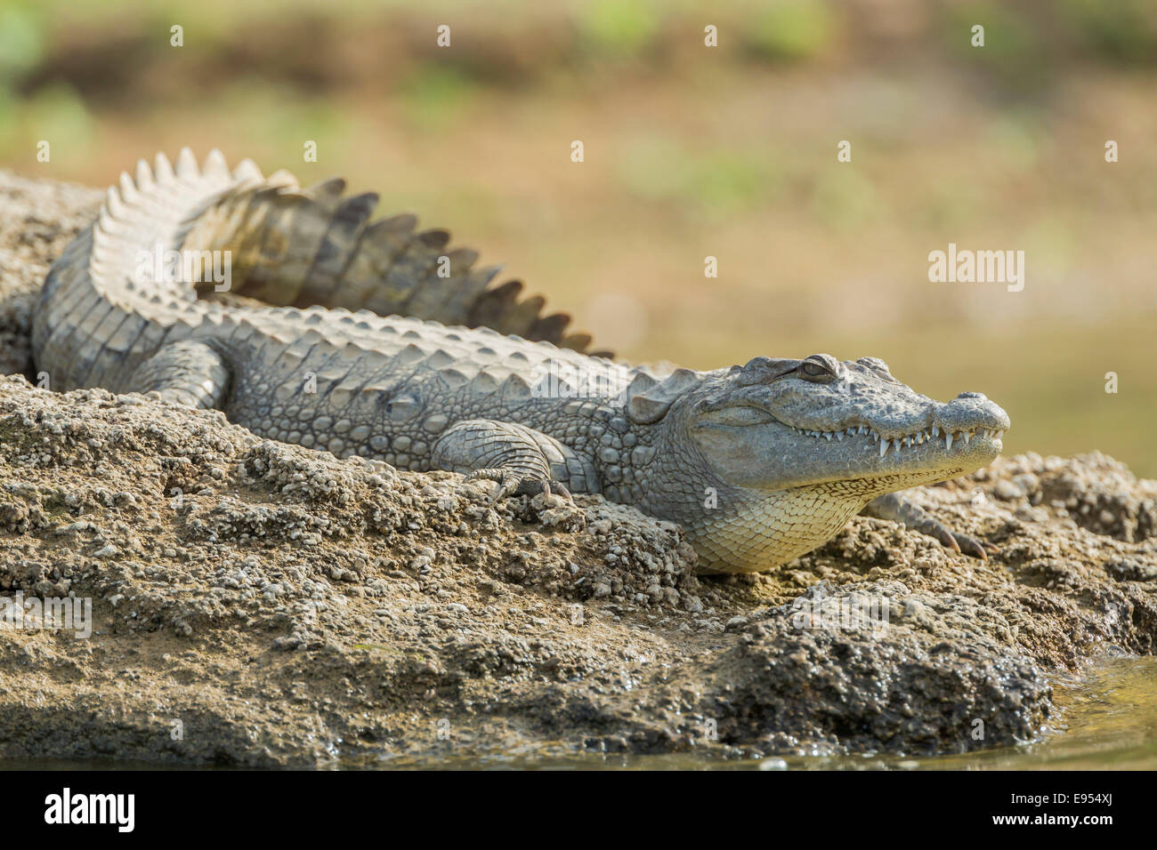 Mugger crocodile (Crocodylus palustris), Chambal River, Rajasthan ...