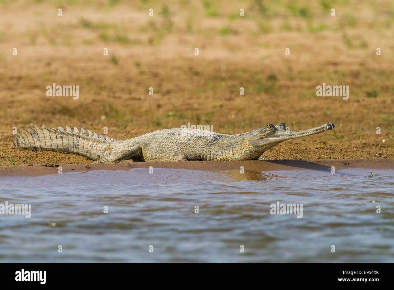 Gharial (Gavialis gangeticus), Chambal River, Rajasthan, India Stock Photo