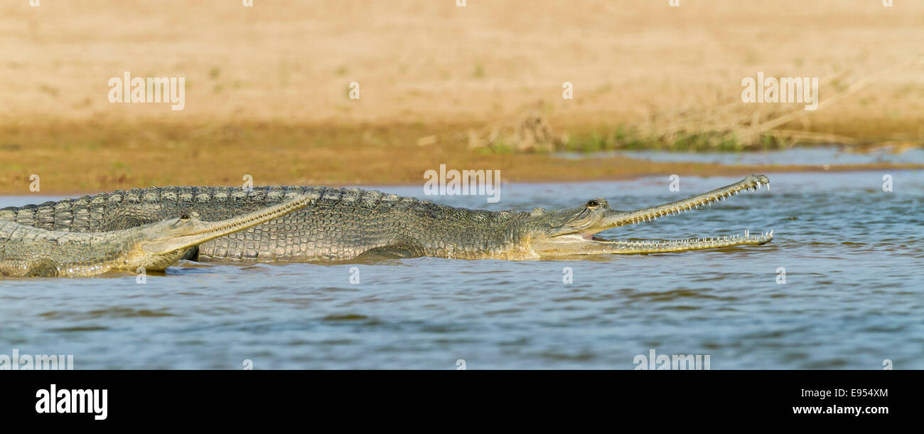 Gharial (Gavialis gangeticus), Chambal River, Rajasthan, India Stock Photo