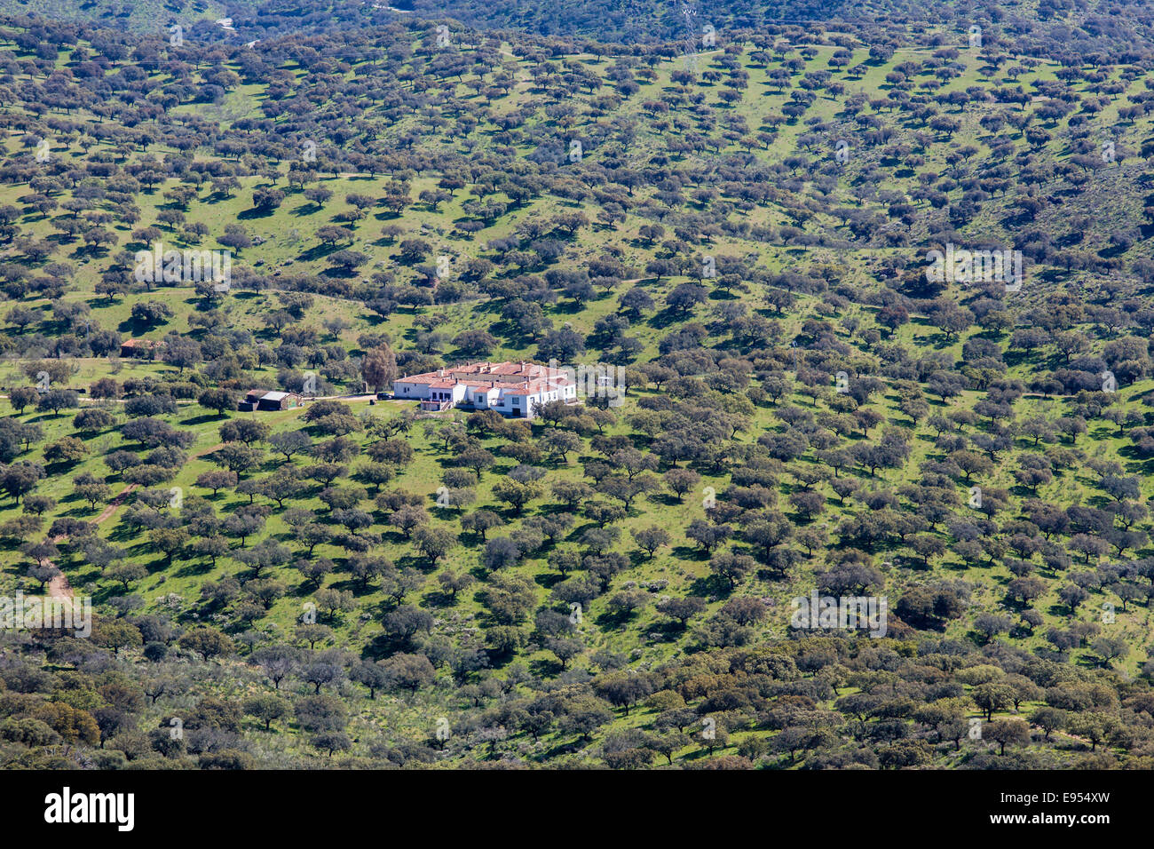 Dehesa of Extremadura, Monfraguee National Parks, UNESCO biosphere reserve, Extremadura, Spain Stock Photo