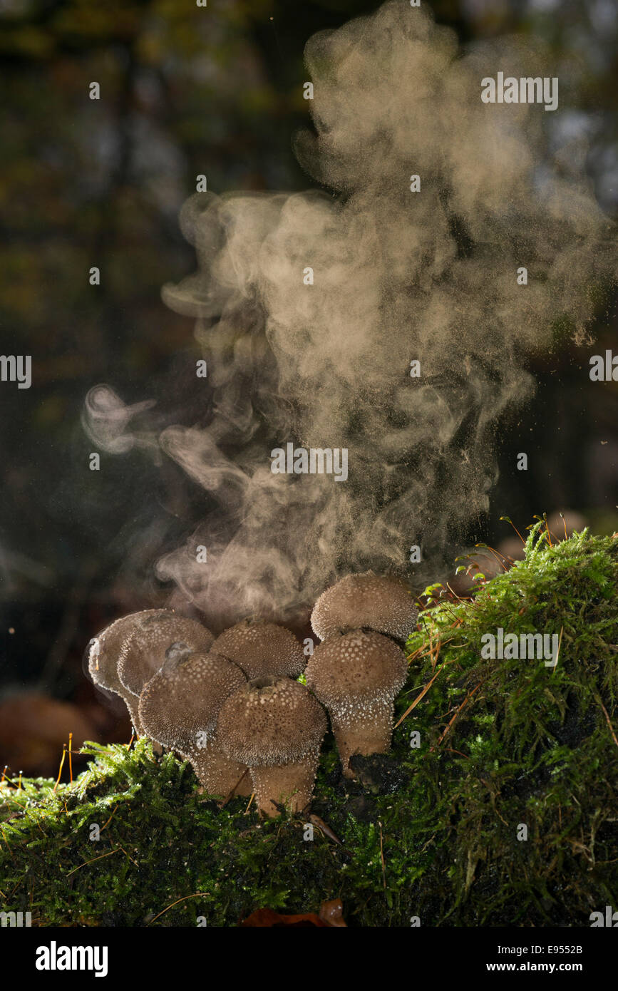 Puffballs (Lycoperdon) with a spores explosion, North Hesse, Hesse, Germany Stock Photo