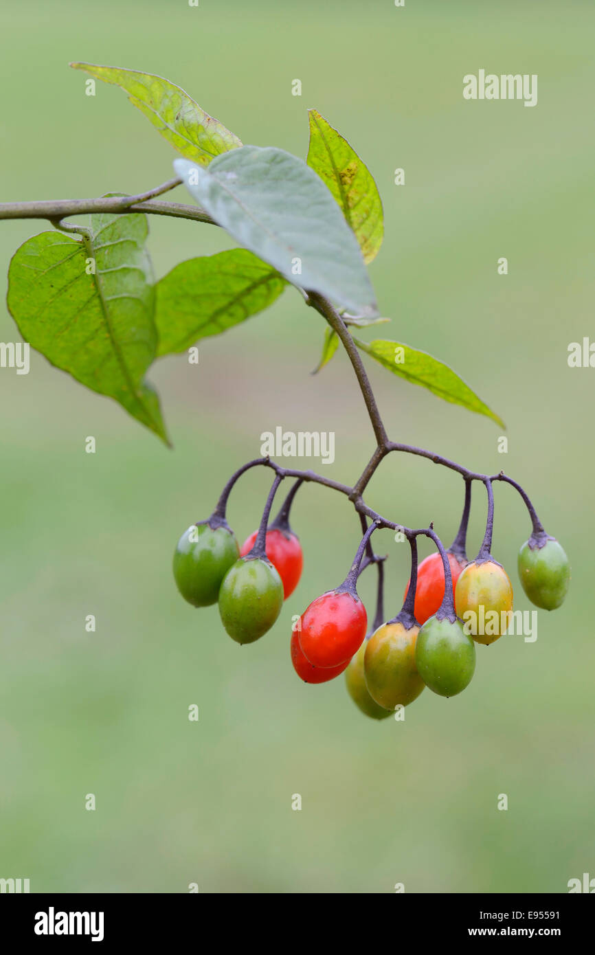Bittersweet Nightshade (Solanum dulcamara Stock Photo Alamy