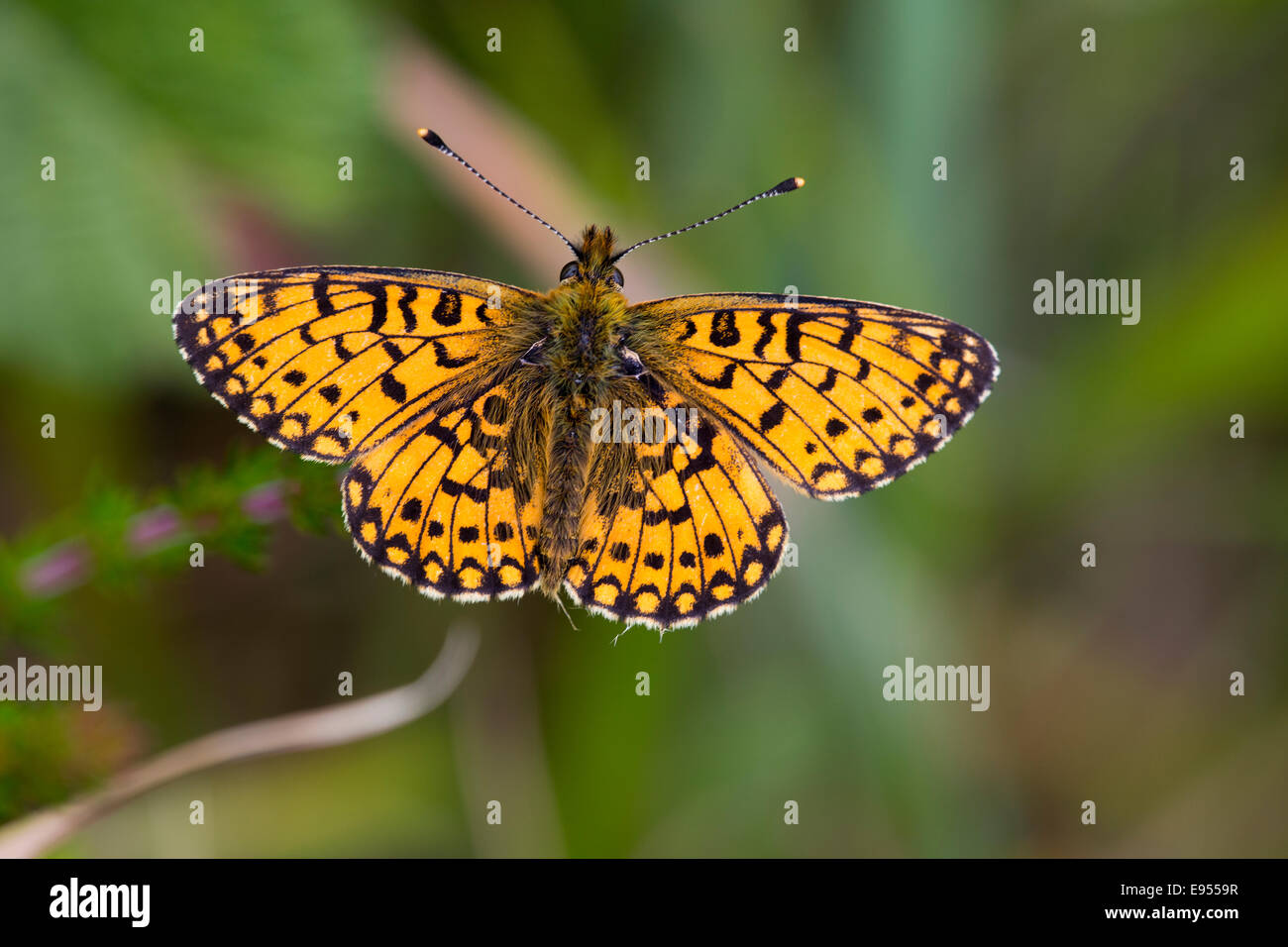 Small Pearl-bordered Fritillary butterfly resting on grass with its wings spread wide, The Lizard, Cornwall, England, UK. Stock Photo