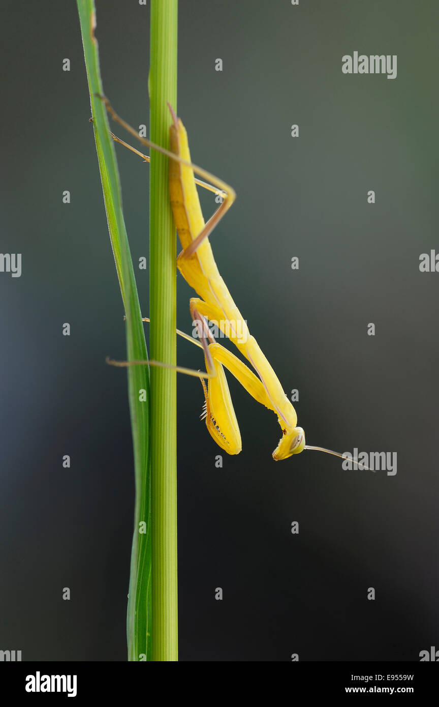 Praying Mantis (Mantis religiosa), young, lurking, catching pose