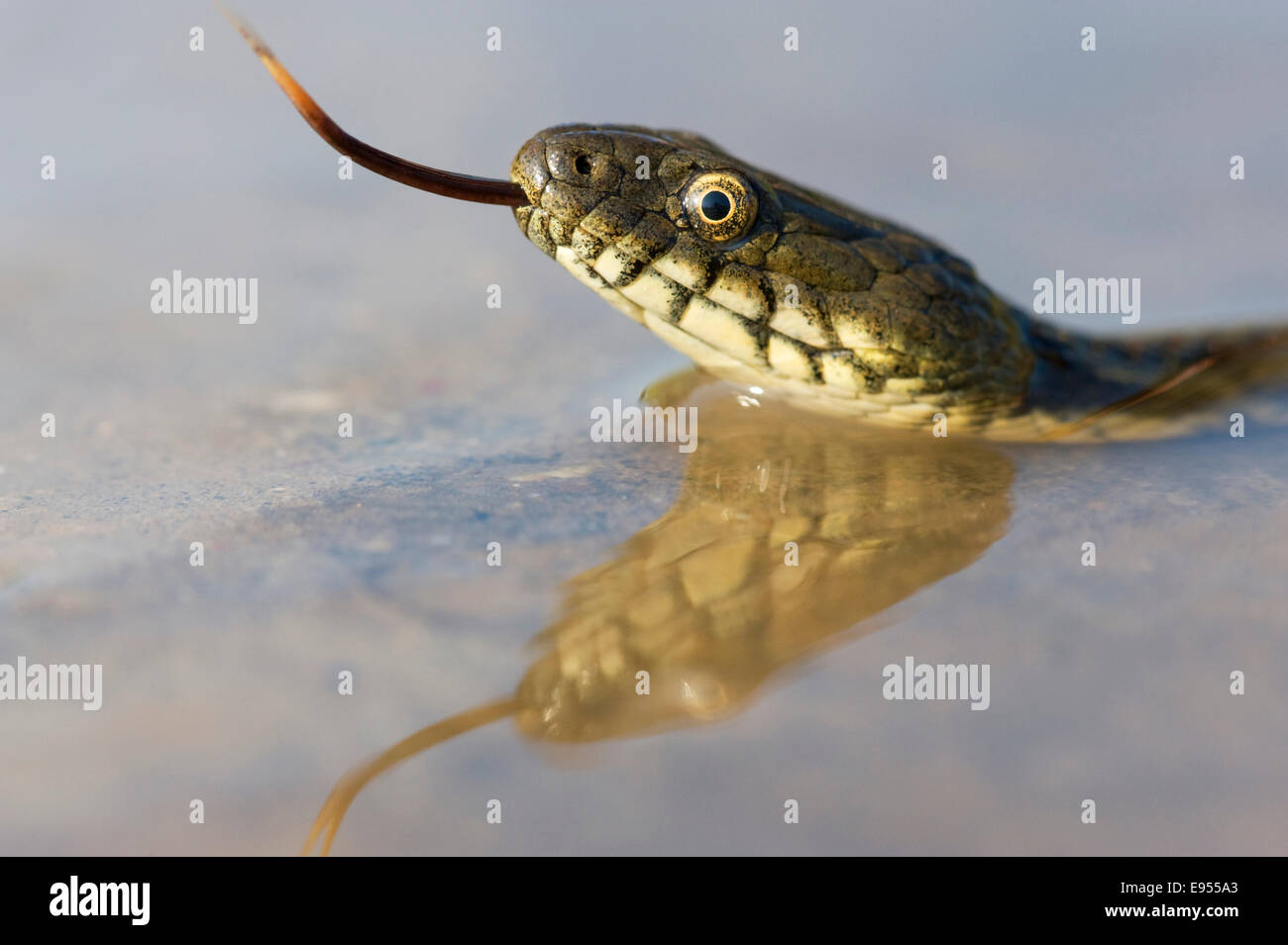 Dice Snake (Natrix tessellata), darting its tongue, in the water, with reflection, Bulgaria Stock Photo