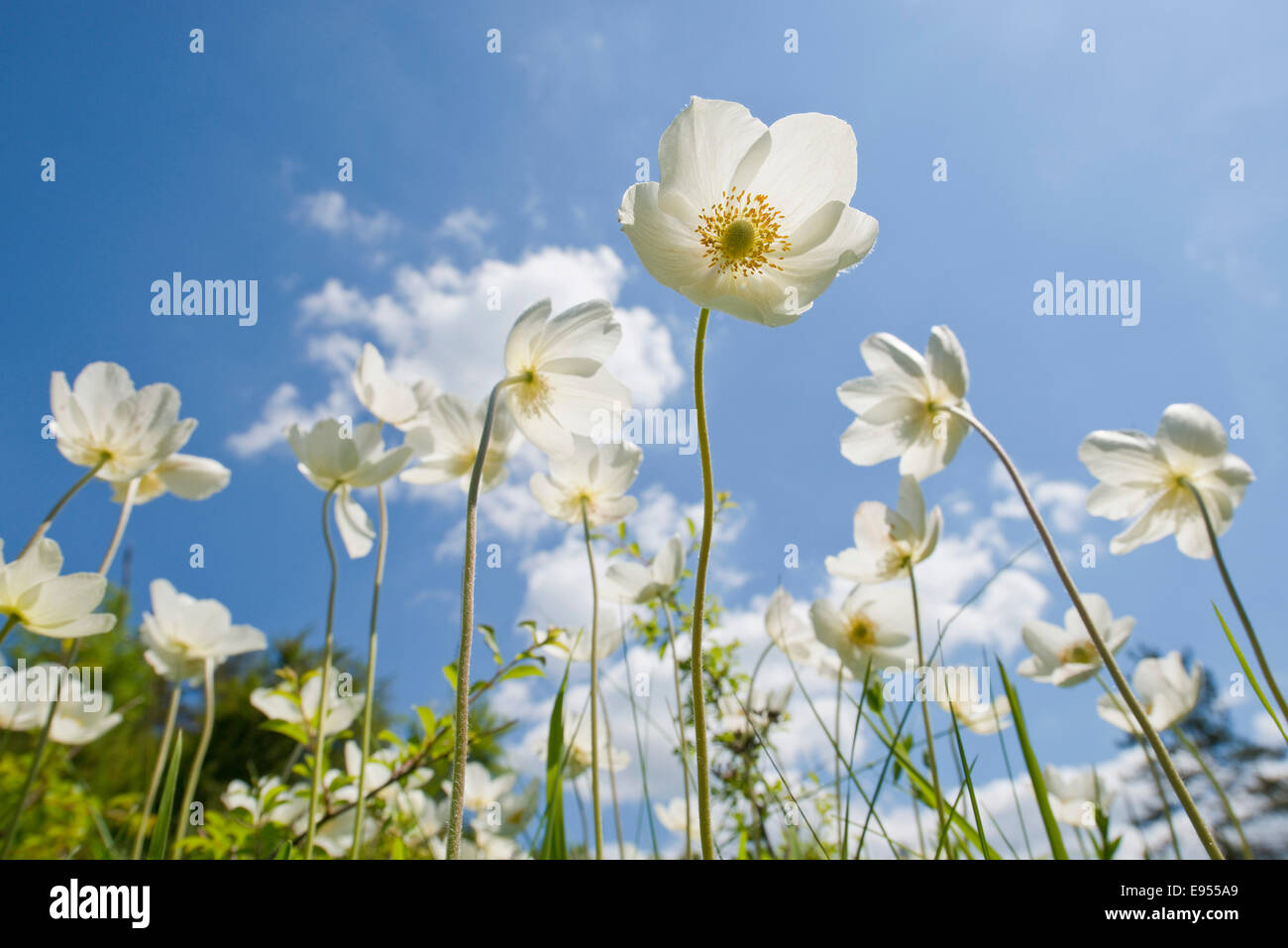 Snowdrop Anemones (Anemone sylvestris) flowers against a blue sky, Thuringia, Germany Stock Photo