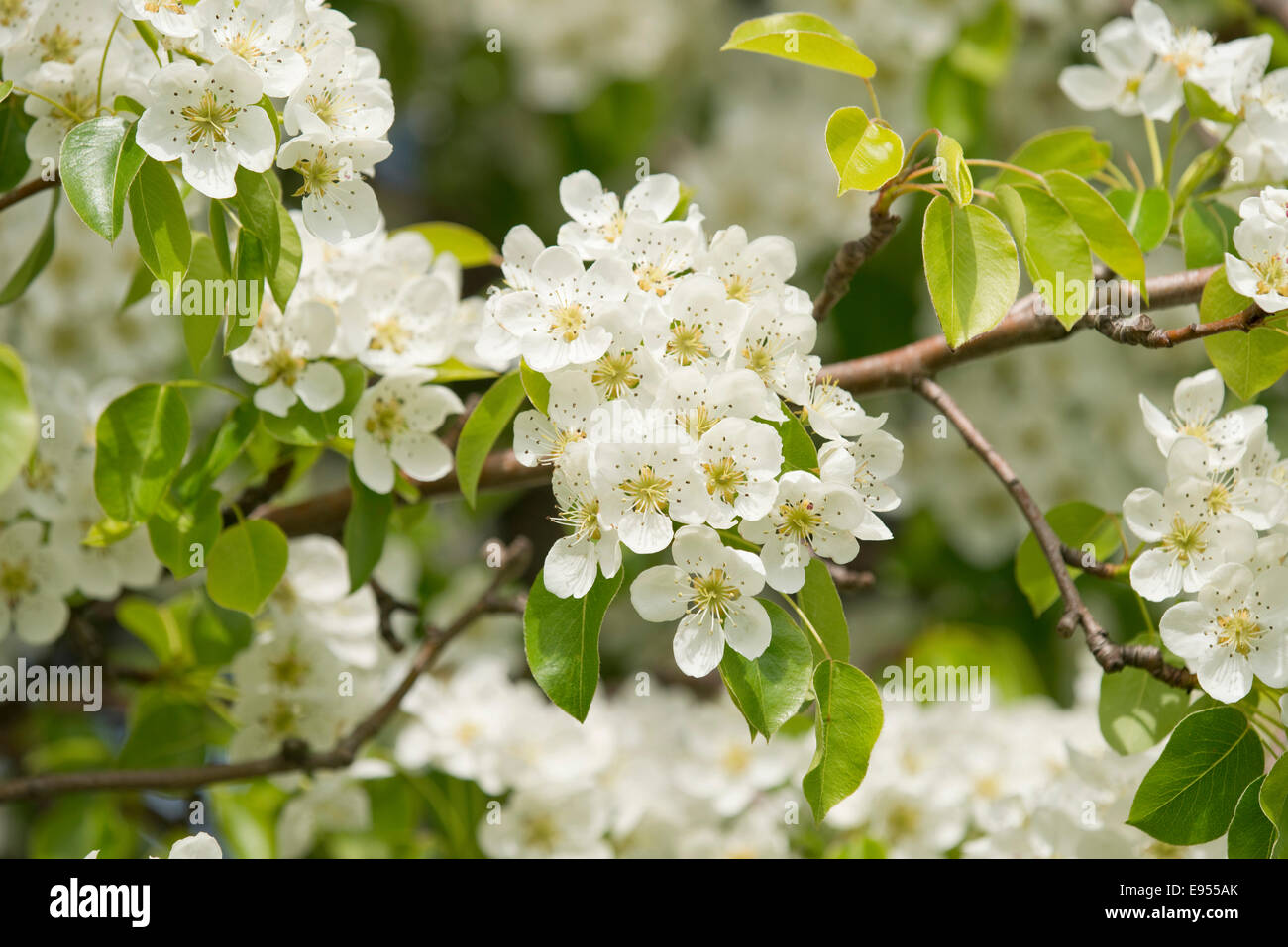 Pear tree (Pyrus communis), cultivar, branch with blossoms and leaves, Thuringia, Germany Stock Photo