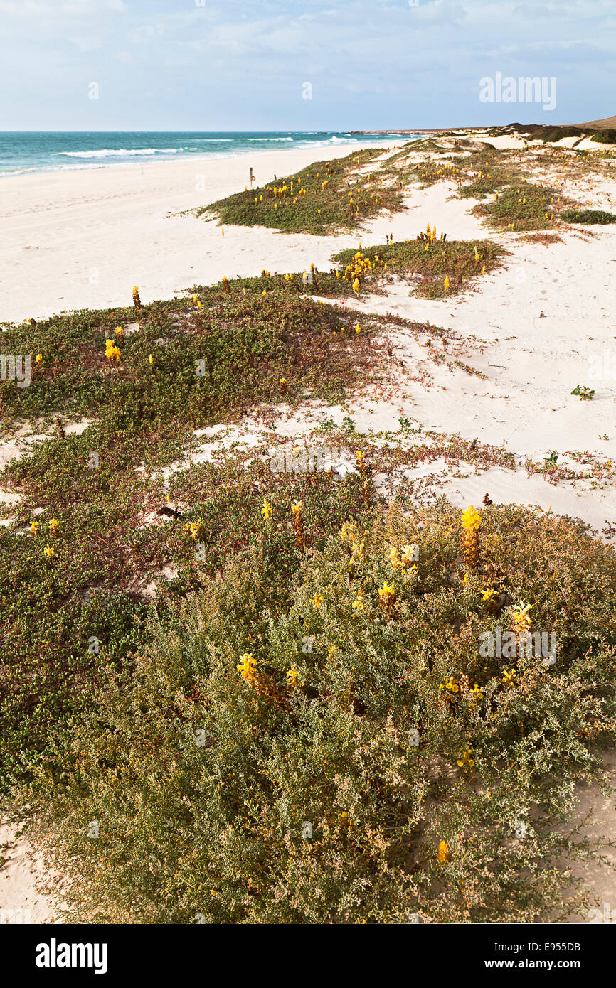 Yellow flowering Desert Broomrape plants (Cistanche deserticola) on Varandinha Beach, Praia de Chave, island of Boa Vista Stock Photo