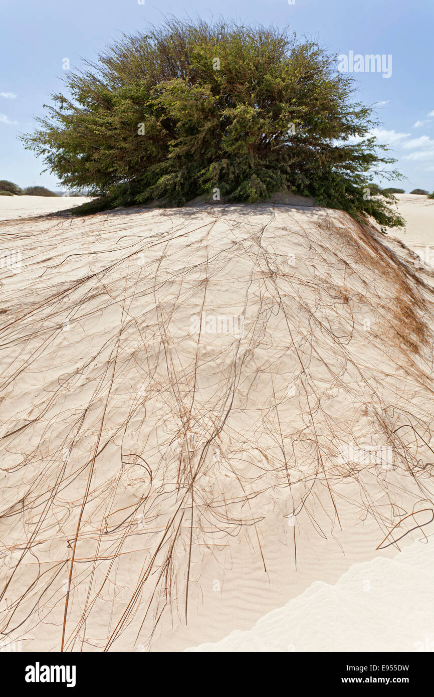 Root system hires stock photography and images Alamy
