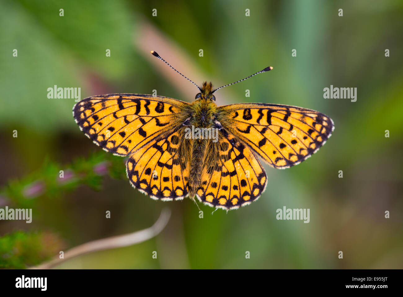 Small Pearl-bordered Fritillary butterfly resting on grass with its wings spread wide, The Lizard, Cornwall, England, UK. Stock Photo