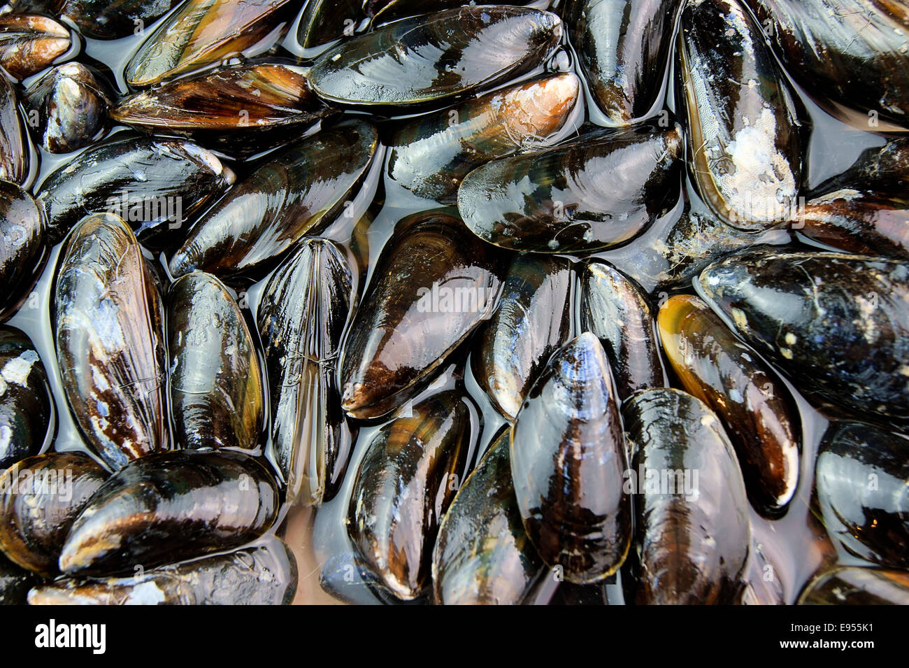 Fresh bivalves hires stock photography and images Alamy