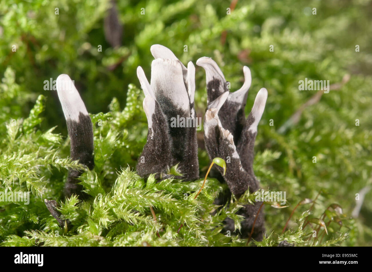 Candlestick fungus (Xylaria hypoxylon), BadenWürttemberg, Germany