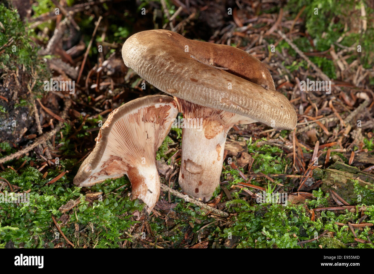 Brown roll-rim (Paxillus involutus), Baden-Württemberg, Germany Stock Photo