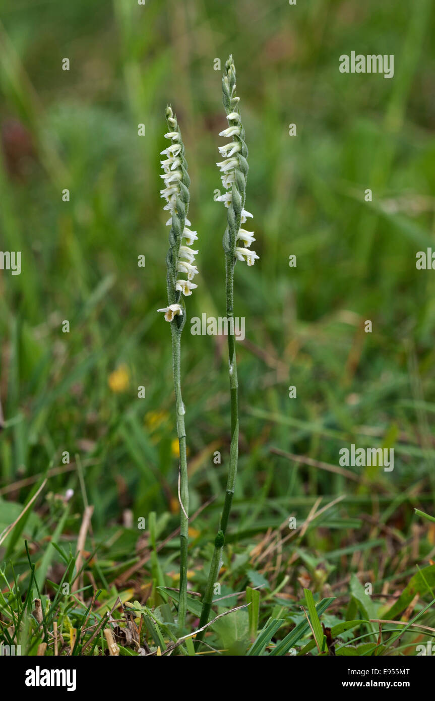 Autumn lady's-tresses (Spiranthes spirales), Baden-Württemberg, Germany Stock Photo