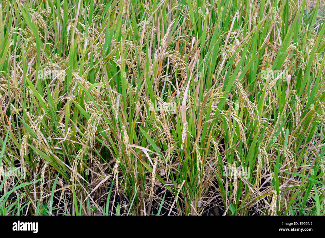 Ripe Rice grains on Rice plants (Oryza sativa), rice paddy, Munduk, North Bali, Bali, Indonesia Stock Photo