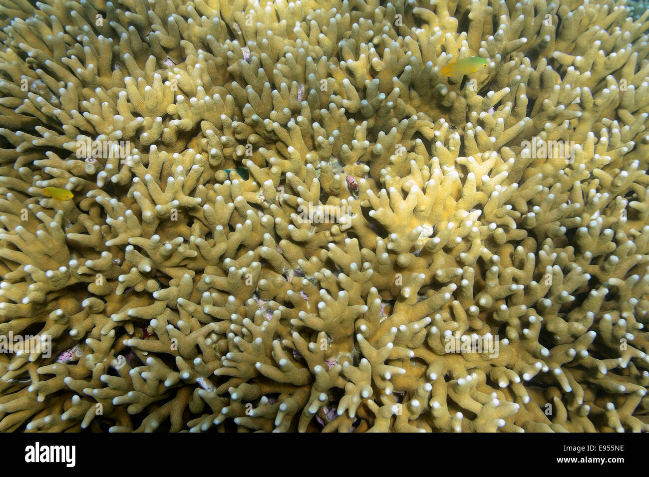 Coral blocks hi-res stock photography and images - Alamy
