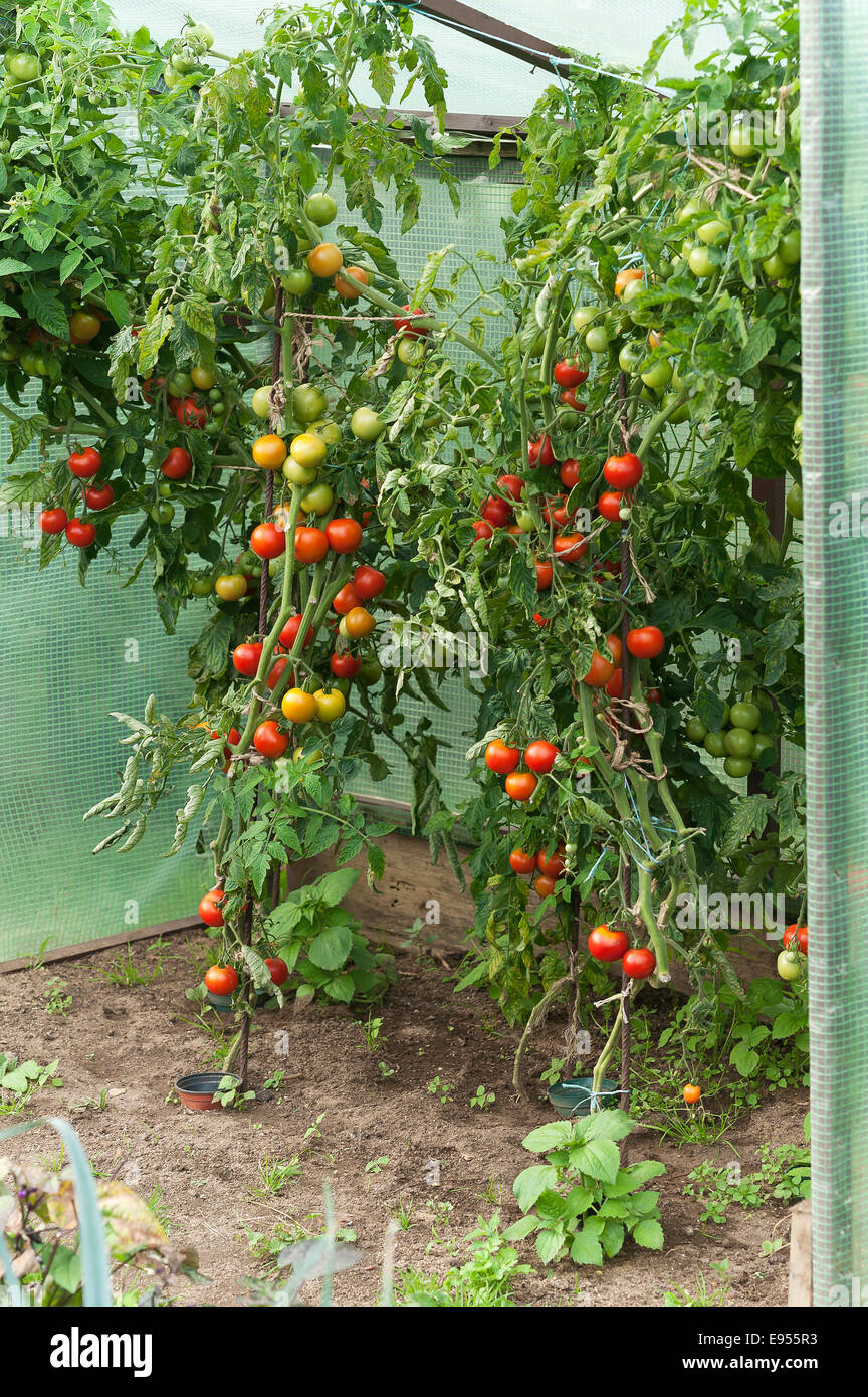 Protected Tomato plants (Solanum lycopersicum) with fruits in a cottage garden, Bavaria, Germany Stock Photo