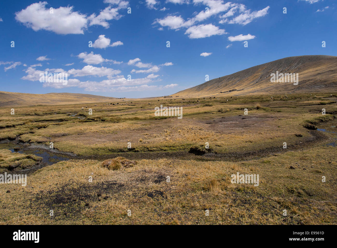 Bolivian plateau Altiplano, La Paz, Bolivia Stock Photo - Alamy