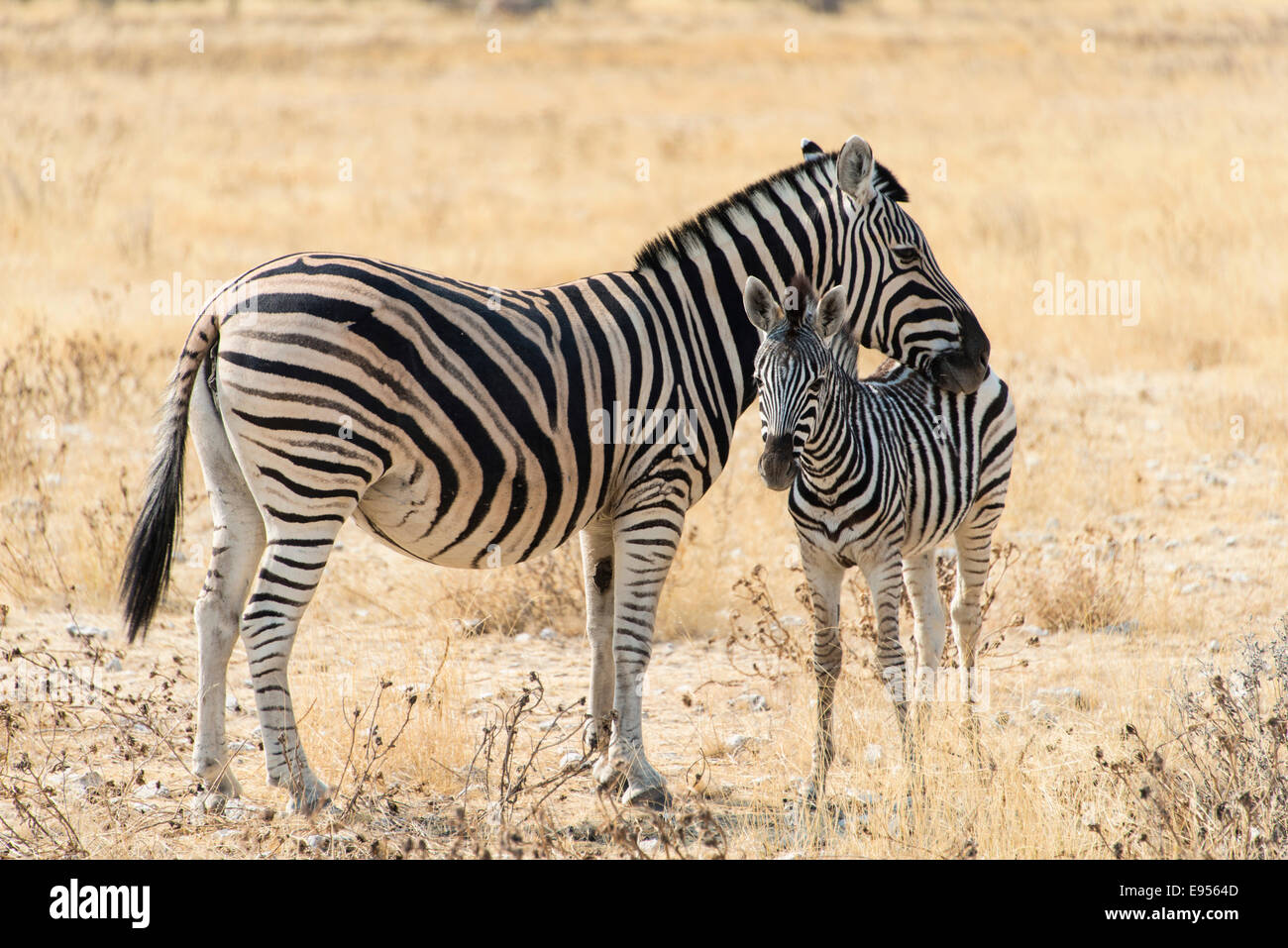 Plains Zebra or Burchell's Zebra (Equus burchelli) with a foal, Etosha National Park, Namibia Stock Photo