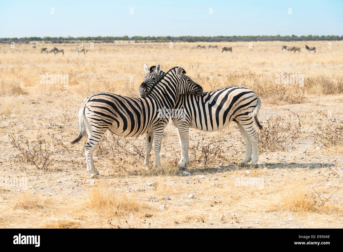 Plains Zebras or Burchell's Zebras (Equus burchelli), Etosha National Park, Namibia Stock Photo