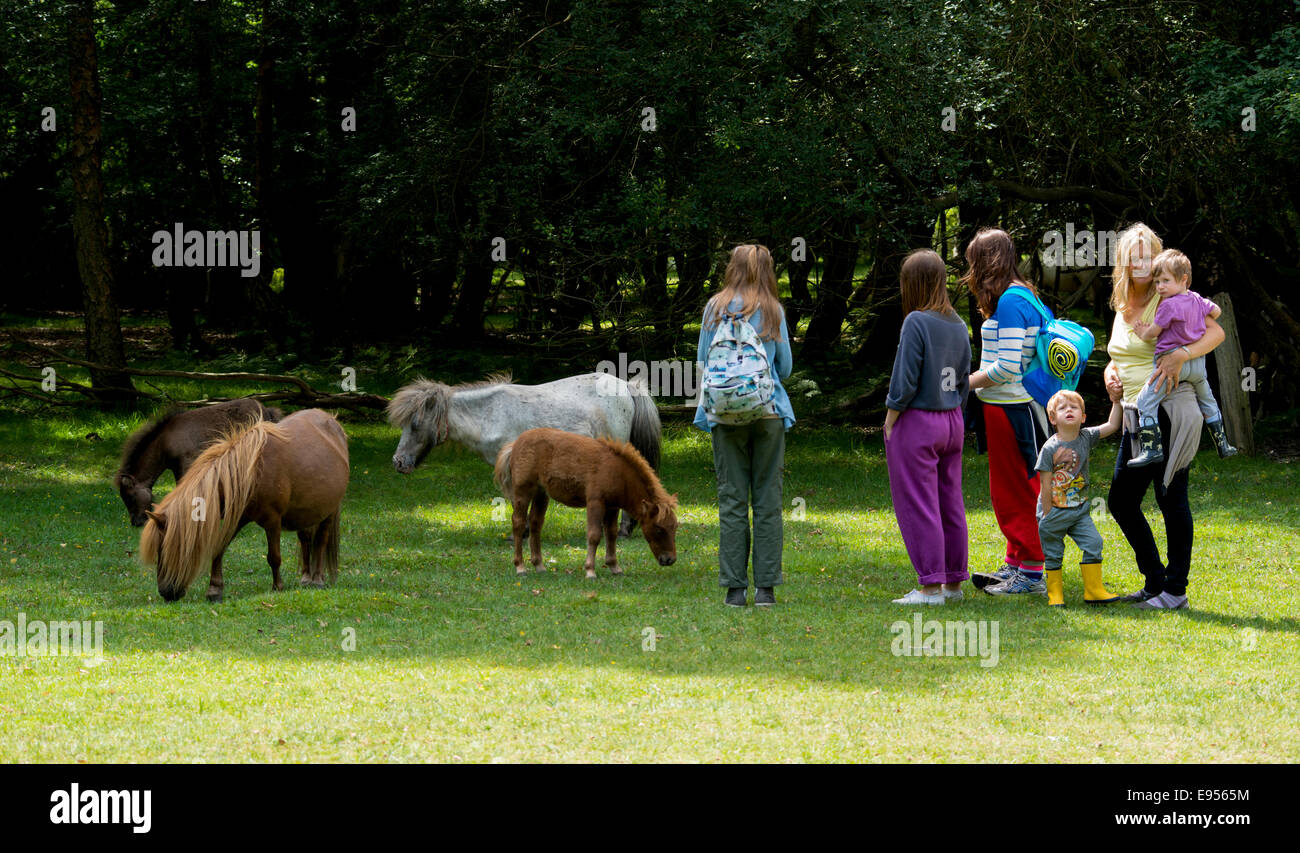 New Forest National Park, Hampshire, England Stock Photo