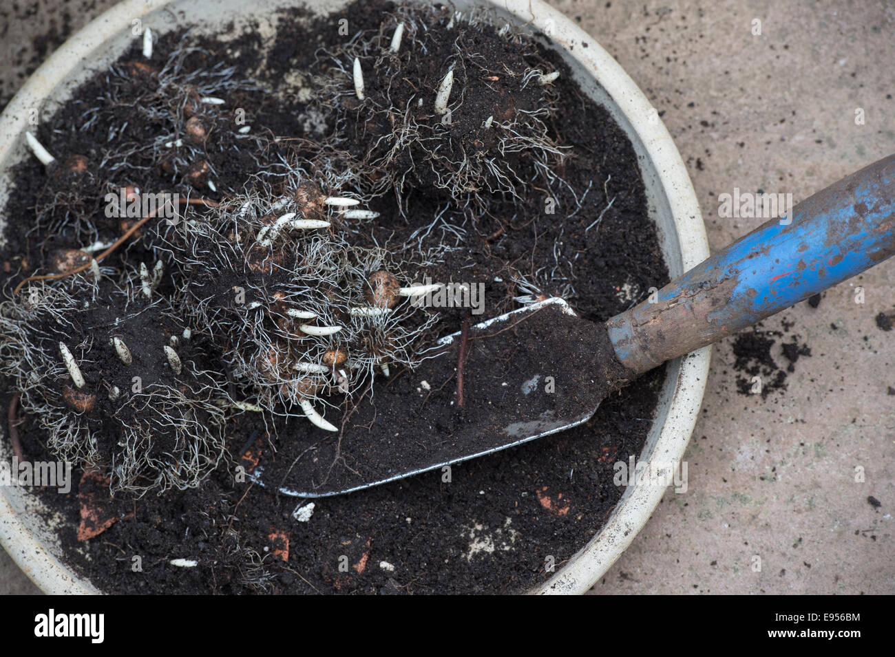 Dug up Crocus bulbs in a plant pot with a hand trowel Stock Photo