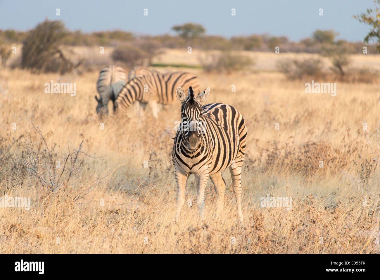 Plains Zebras or Burchell's Zebras (Equus burchelli), Etosha National Park, Namibia Stock Photo