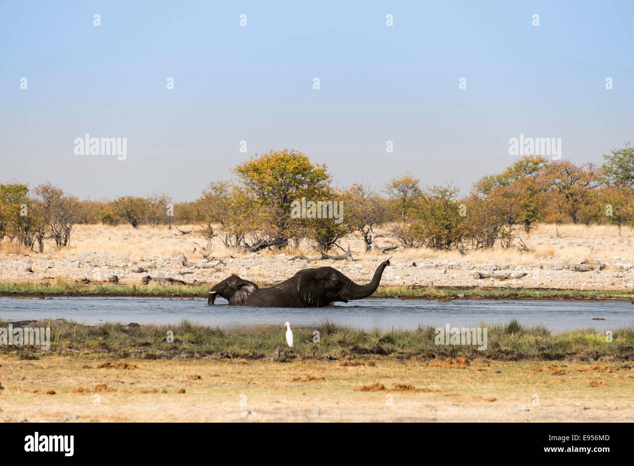 Two bathing African Elephants (Loxodonta africana) in the water, Rietfontein waterhole, Etosha National Park, Namibia Stock Photo
